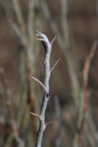 Image of Gypsum scalebroom by (c) Reid Hardin, some rights reserved (CC BY)