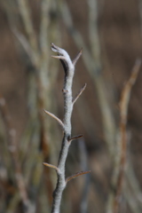 Lepidospartum burgessii