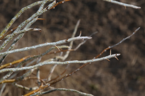 Image of Gypsum Scalebroom (Lepidospartum burgessii) by (c) Reid Hardin, some rights reserved (CC BY)
