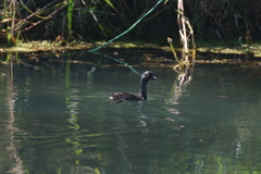 Tachybaptus dominicus