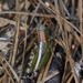 Wingless Florida Grasshopper - Photo (c) James Bailey, some rights reserved (CC BY-NC), uploaded by James Bailey