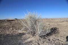 Lepidospartum burgessii