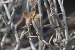 Lepidospartum burgessii