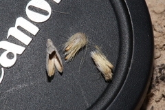 Lepidospartum burgessii