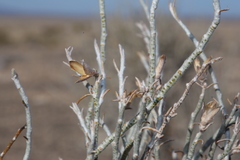 Lepidospartum burgessii