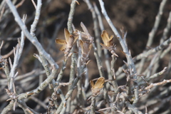 Lepidospartum burgessii