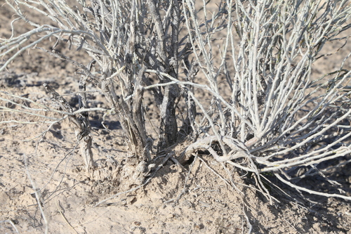 Image of Lepidospartum burgessii by (c) Reid Hardin, some rights reserved (CC BY)