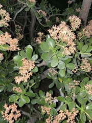 Crassula ovata