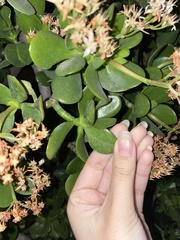 Crassula ovata