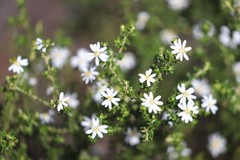 Olearia brachyphylla
