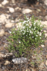 Olearia brachyphylla