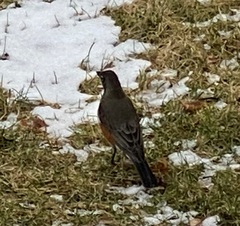 Turdus migratorius