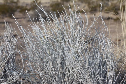 Image of Gypsum scalebroom by (c) Reid Hardin, some rights reserved (CC BY)