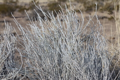 Lepidospartum burgessii