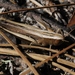 Amblytropidia - Photo (c) James Bailey, some rights reserved (CC BY-NC), uploaded by James Bailey