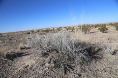 Lepidospartum burgessii