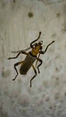 Chauliognathus cinguliventris