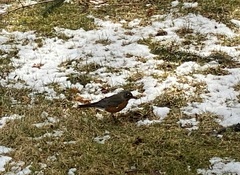 Turdus migratorius