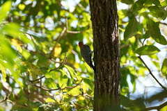 Melanerpes aurifrons