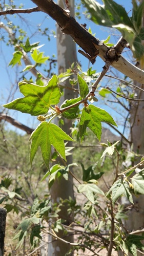Arizona sycamore