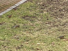 Turdus migratorius