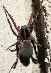 Trochosa sepulchralis