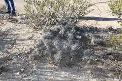 Grusonia grahamii