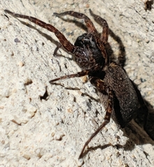 Trochosa sepulchralis