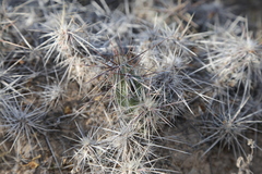 Grusonia grahamii