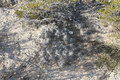 Grusonia grahamii