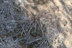 Grusonia grahamii