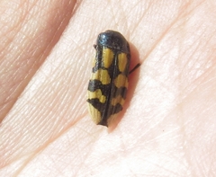Conognatha