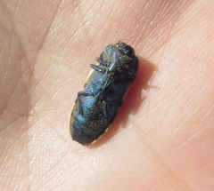 Conognatha