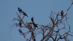 Lamprotornis acuticaudus