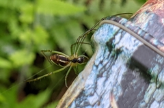 Leucauge blanda