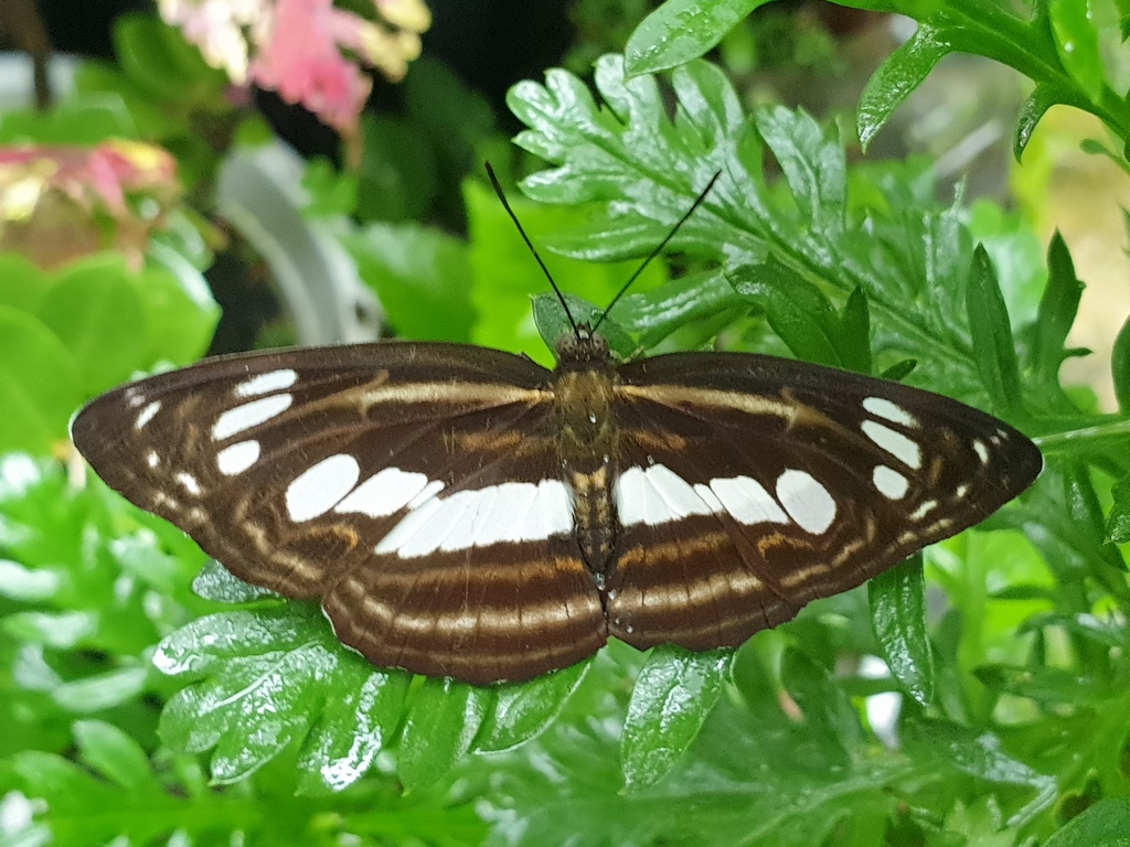 Athyma gutama