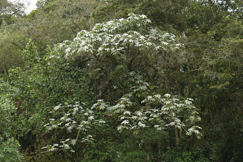 Cecropia telealba (Cecropia telealba)