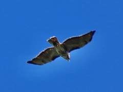 Buteo ventralis