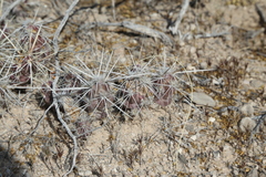 Grusonia grahamii