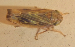 Scleroracus