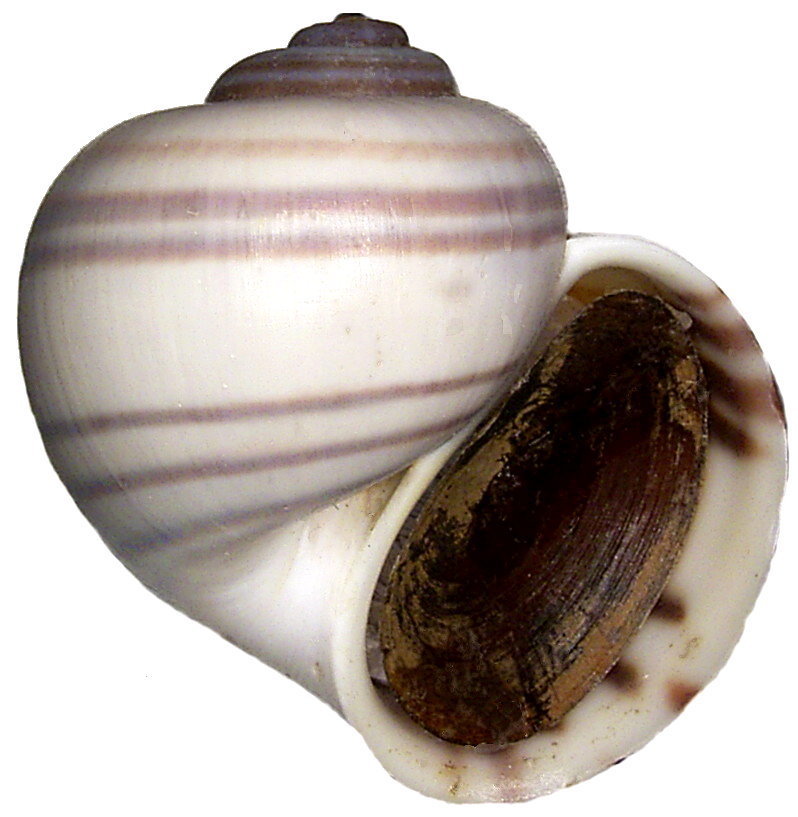 Maya apple snail