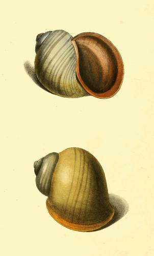 Chivita Snail