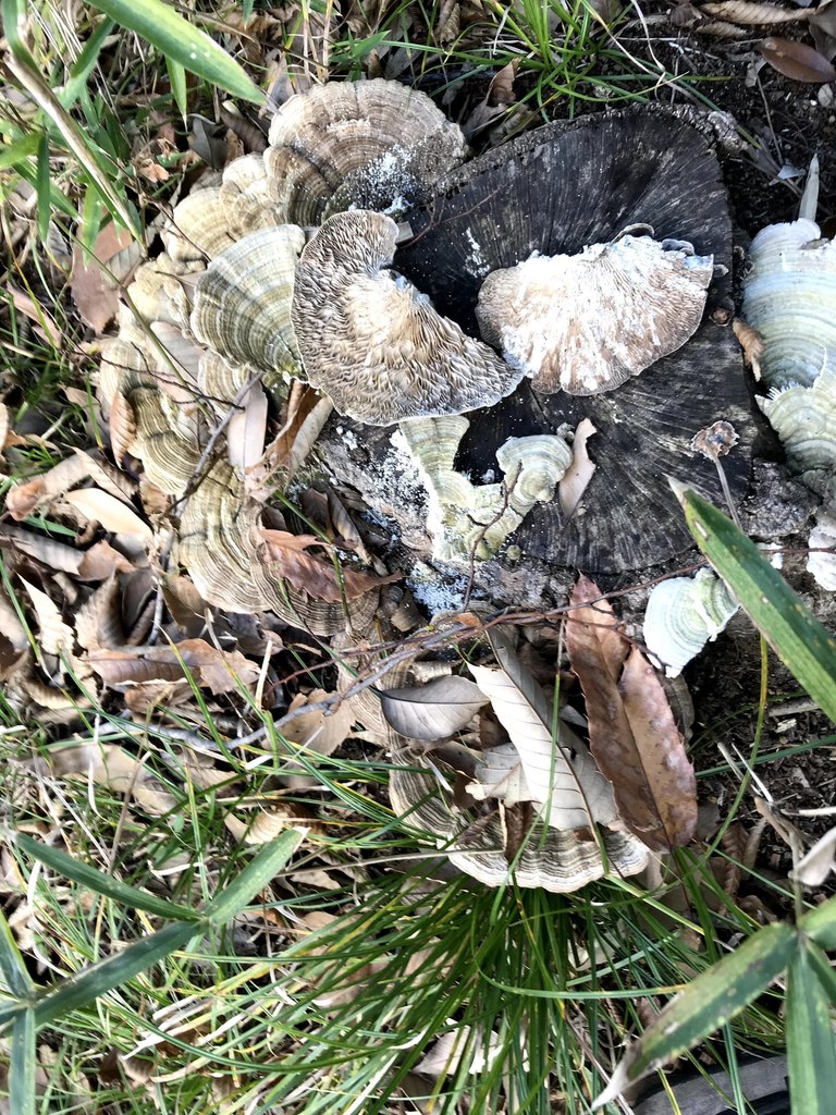 Trametes betulina · November 2018 · photo: © atsushi_nakajima_cirque (iNaturalist, cc-by)