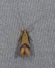 Crocanthes prasinopis