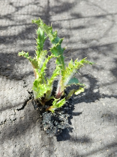 Cirsium arvense iNat (1)