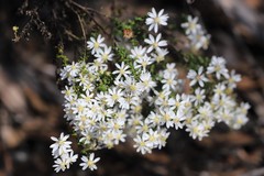 Olearia brachyphylla