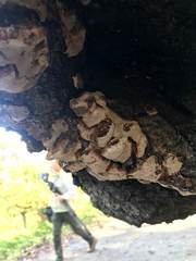 Inonotus mikadoi