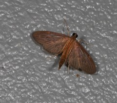 Hymenoptychis sordida