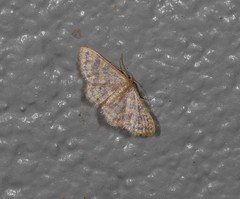 Idaea simplex