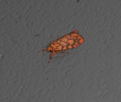 Miltochrista quadrilineata